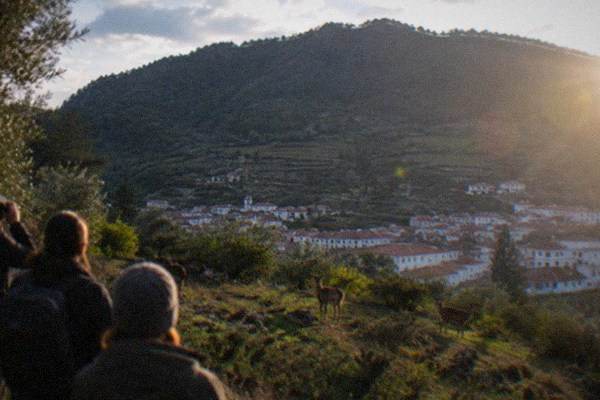 Private Tour, Wild Deer Watching, Coimbra