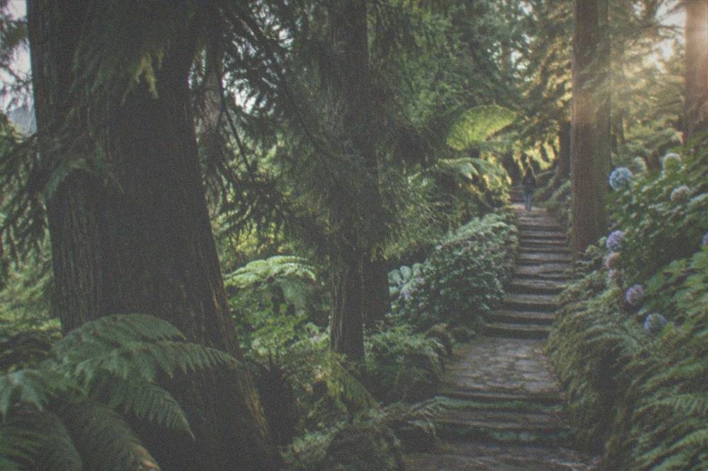 A winding path climbing through dense woodland with ferns along the edges
