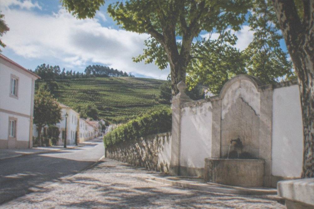 Rows of dark Baga grapevines on rolling Bairrada hillsides